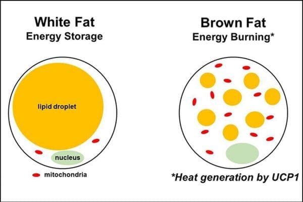 white fat body fat type